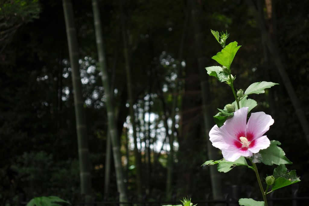 日々流転的備忘録