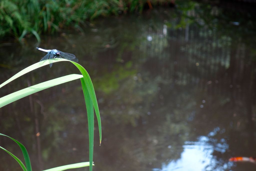 日々流転的備忘録